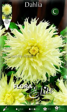 Dahlia Cactus Tsuki-Yori-No-Shisha