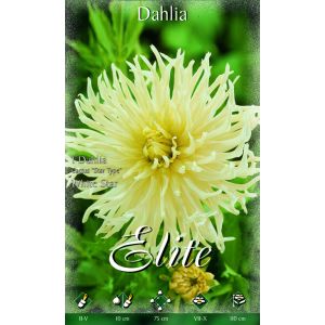 Dahlia Cactus White Star