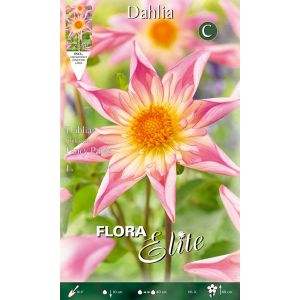 Dahlia Collarette Fancy Pants