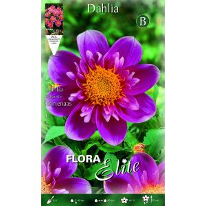 Dahlia Collarette Hartenaas