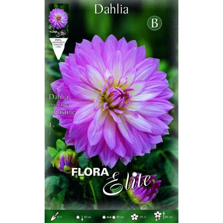 Dahlia Decorative Christine