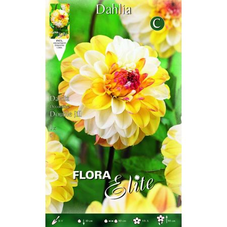 Dahlia Decorative Double Jill