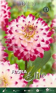 Dahlia Decorative Senior's Dream