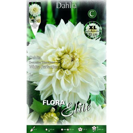 Dahlia Decorative White Perfection