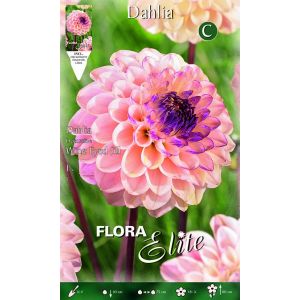 Dahlia Decorative Wine Eyed Jill