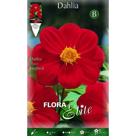 Dahlia Mignon Firebird