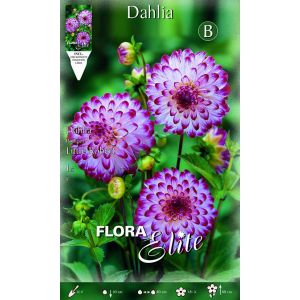 Dahlia Pompon Little Robert