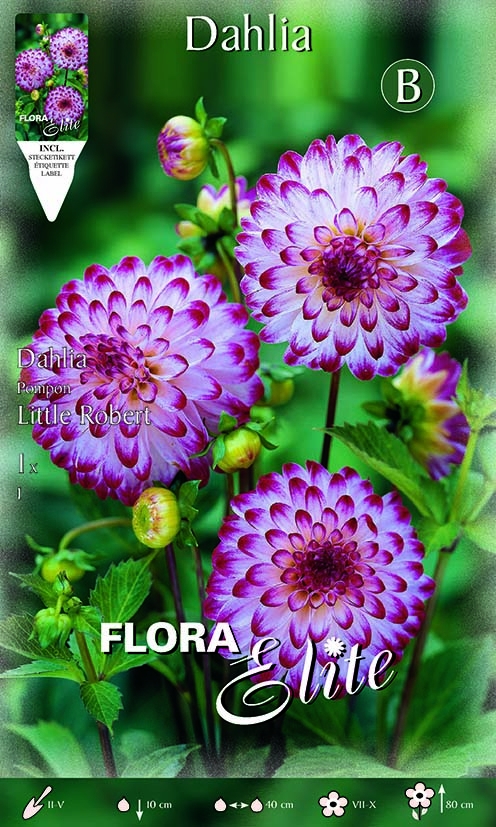 Dahlia Pompon Little Robert - Goldcliff Garden Centre