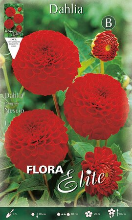 Dahlia Pompon Nescio