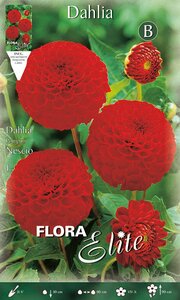 Dahlia Pompon Nescio