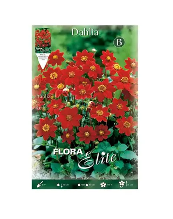 Dahlia Topmix Red