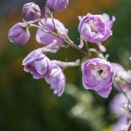 Delphinium Fountain Lavender