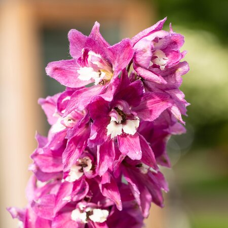Delphinium Fountain Lilac Pink 1L