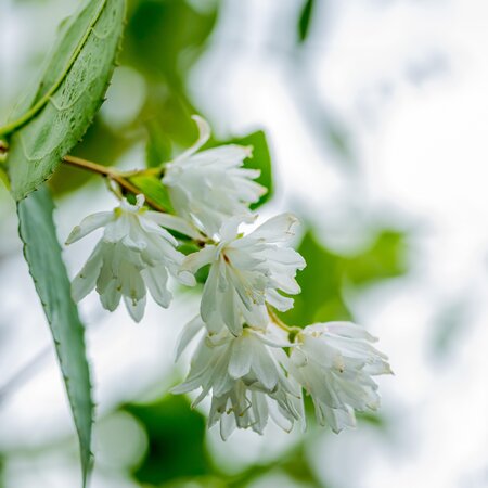 Deutzia scabra Pride of Rochester