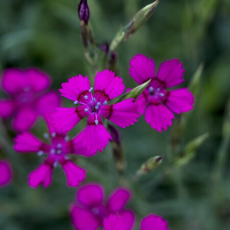 Dianthus deltoides ' Maiden pink'