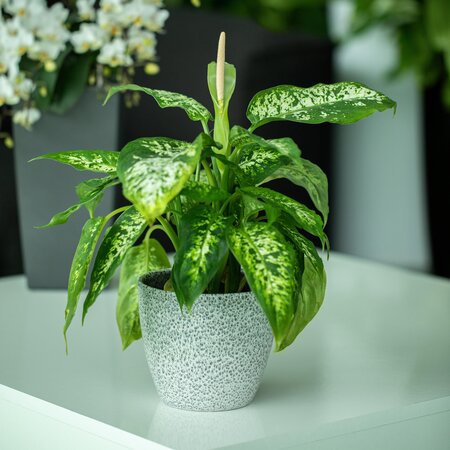 Dieffenbachia