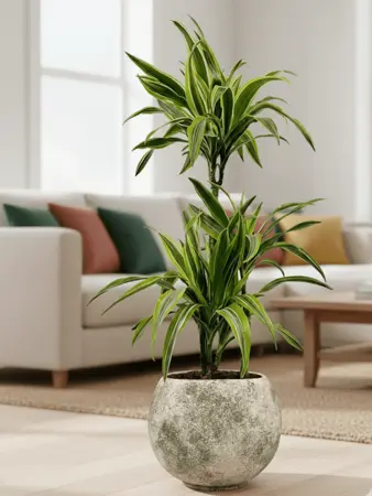 Dracaena - image 2