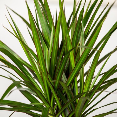 Dracaena - image 1