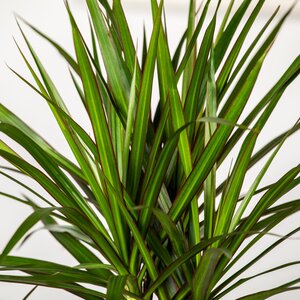Dracaena - image 1