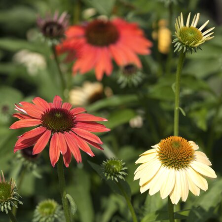 Echinacea 'Cheyenne Spirit'