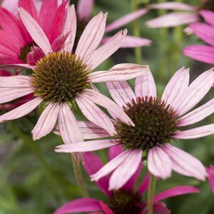 Echinacea purpurea