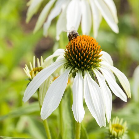 Echinacea purpurea 'Primadonna White'
