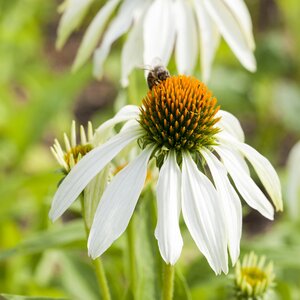 Echinacea purpurea 'Primadonna White'