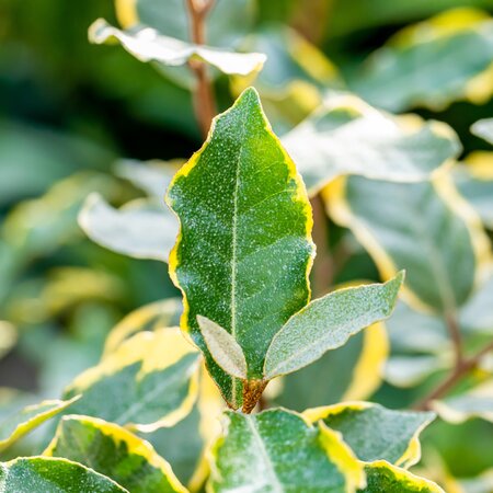 Elaeagnus ebbingei Limelight 10 Litre pot