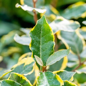 Elaeagnus ebbingei Limelight 10 Litre pot