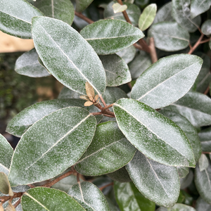 Elaeagnus x ebbingei
