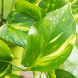 Epipremnum Aureum - image 1