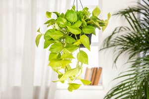 Epipremnum Aureum - image 2