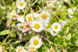 Erigeron karvinskianus Profusion