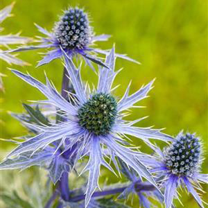 Eryngium planum 'Blue Cap'