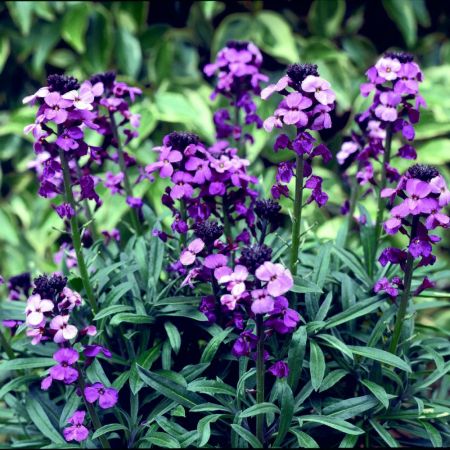 Erysimum 'Bowles's Mauve' 1L