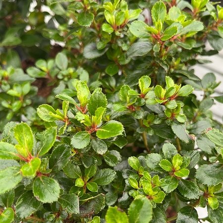 Escallonia Red Dream