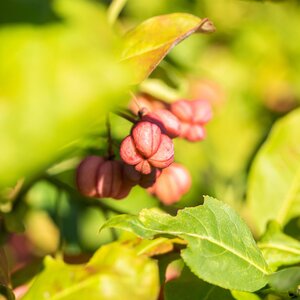 Euonymus europeaus European Spindle Tree