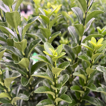 Euonymus Green Spire