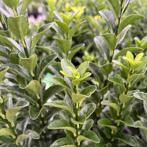 Euonymus Green Spire