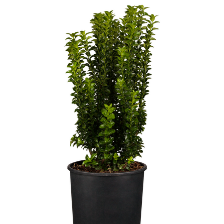 Euonymus japonicus Benkomasaki 10 Litre