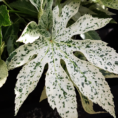 Fatsia japonica Spider's Web