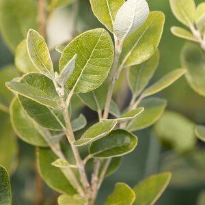 Feijoia sellowiana Standard Pineapple Guava