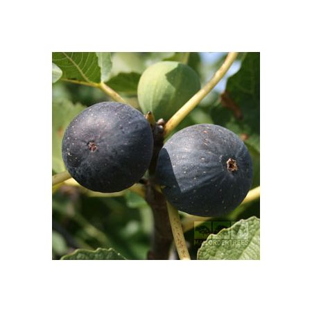 Ficus Brogiotto Nero Fig