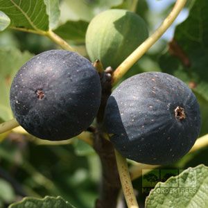 Ficus Brogiotto Nero Fig