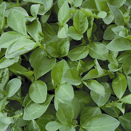 Field Beans Green Manure Seeds
