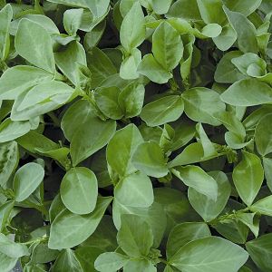 Field Beans Green Manure