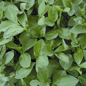 Field Beans Green Manure Seeds