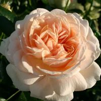 Floribunda