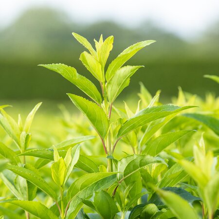 Forsythia intermedia Week End - image 2