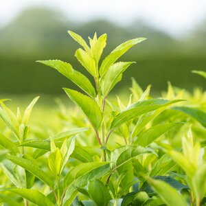 Forsythia intermedia Week End - image 2